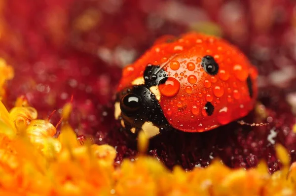 Belle Coccinelle Sur Fond Déconcentré Feuilles — Photo