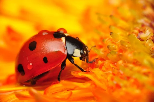 Schöne Marienkäfer Auf Blatt Defokussiert Hintergrund — Stockfoto