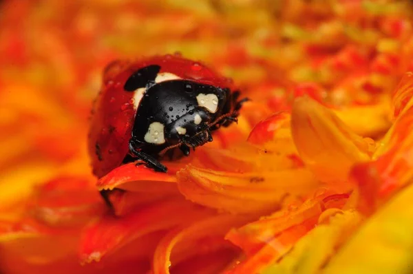 Mooie Lieveheersbeestje Blad Gedefocuste Achtergrond — Stockfoto