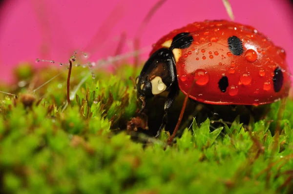 Belle Coccinelle Sur Fond Déconcentré Feuilles — Photo