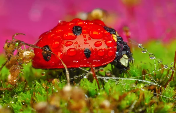 Bella Coccinella Foglia Sfondo Sfocato — Foto Stock