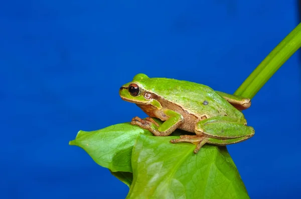 Европейская Древесная Лягушка Hyla Arborea — стоковое фото