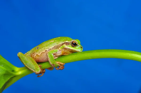 Prachtige Europaese Boomkikker Hyla Arborea — Stockfoto