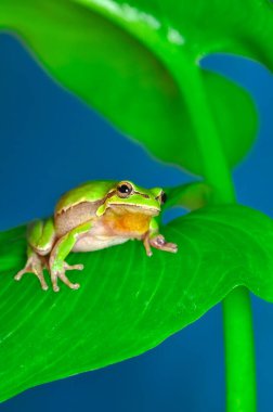 Güzel Avrupa Ağaç Kurbağası Hyla Arborea 