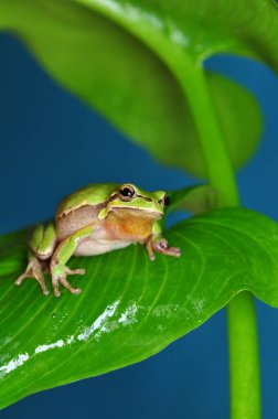 Güzel Avrupa Ağaç Kurbağası Hyla Arborea 