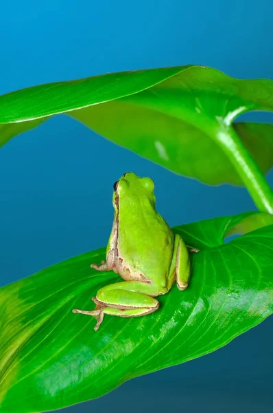 Krásná Europaean Strom Žába Hyla Arborea — Stock fotografie