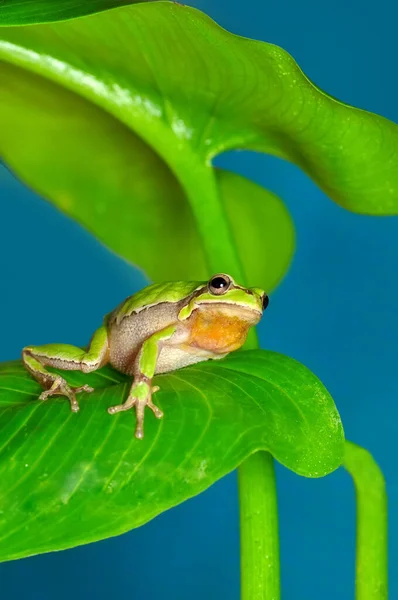 Européia Bonita Hyla Arborea — Fotografia de Stock