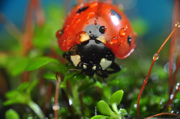 빠지지 아름다운 무당벌레 — 스톡 사진