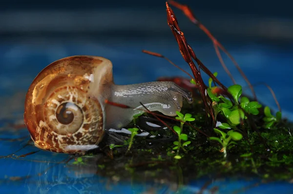 Cerca Hermoso Caracol Jardín — Foto de Stock