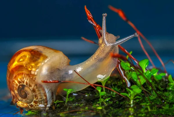 Close Mooie Slak Tuin — Stockfoto