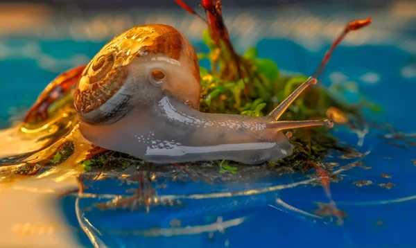 Cerca Hermoso Caracol Jardín —  Fotos de Stock