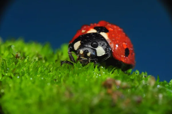 Bella Coccinella Foglia Sfondo Sfocato — Foto Stock