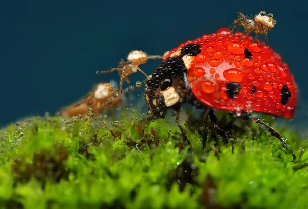 Belle Coccinelle Sur Fond Déconcentré Feuilles — Photo