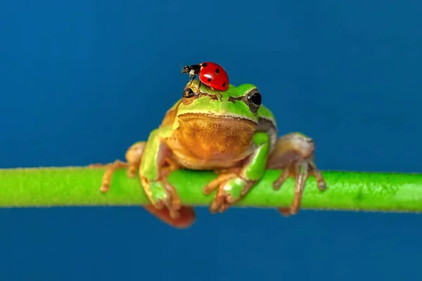 Hermosa Rana Árbol Europa Hyla Arborea — Foto de Stock