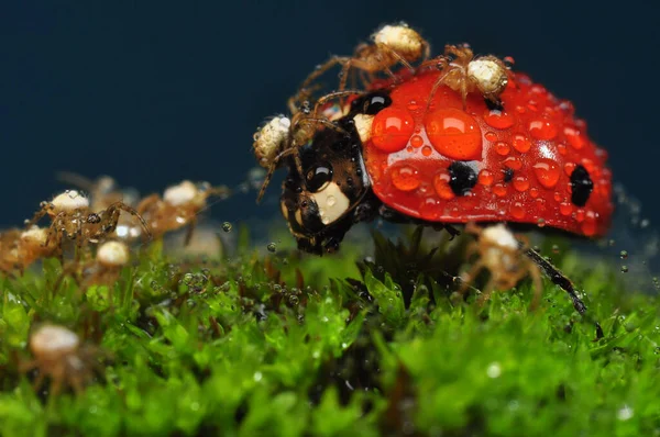 Belle Coccinelle Sur Fond Déconcentré Feuilles — Photo