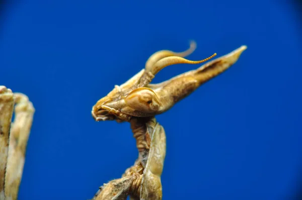 Κοντινό Πλάνο Του Ζεύγους Beautiful European Mantis Mantis Religiosa — Φωτογραφία Αρχείου