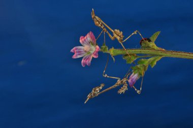 Bir çift güzel Avrupa peygamberdevesi (Mantis religiosa )