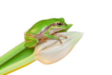 Güzel Avrupa Ağaç Kurbağası Hyla Arborea 