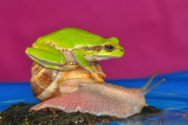 Güzel Avrupa Ağaç Kurbağası Hyla Arborea 