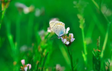 Makro çekimler, güzel doğa sahneleri. Yaklaş, güzel kelebek yaz bahçesindeki çiçekte oturuyor..