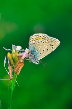 Makro çekimler, güzel doğa sahneleri. Yaklaş, güzel kelebek yaz bahçesindeki çiçekte oturuyor..