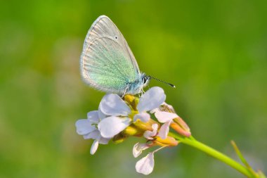 Makro çekimler, güzel doğa sahneleri. Yaklaş, güzel kelebek yaz bahçesindeki çiçekte oturuyor..