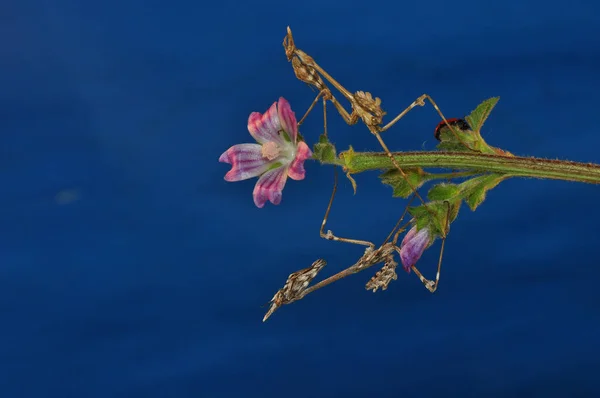 Primer Plano Par Hermosas Mantis Europeas Mantis Religiosa — Foto de Stock