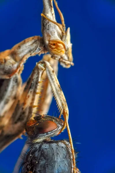 Close Pair Beautiful European Mantis Mantis Religiosa — Stock Photo, Image