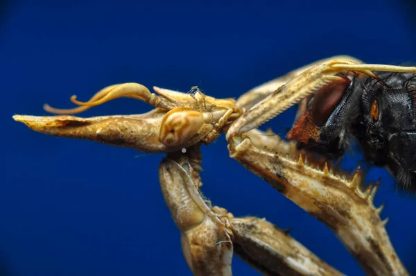 Primer Plano Par Hermosas Mantis Europeas Mantis Religiosa — Foto de Stock