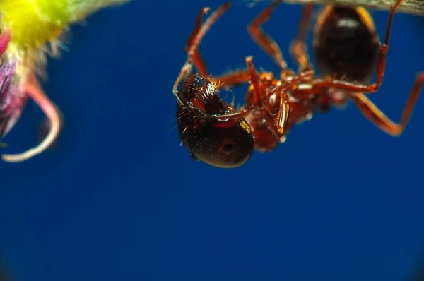 아름다운 개미의 — 스톡 사진