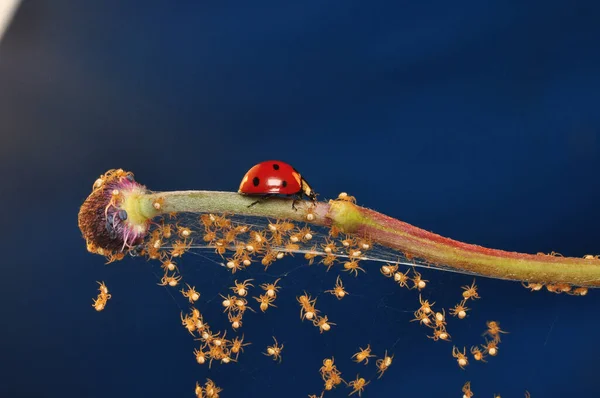 Mooie Lieveheersbeestje Blad Gedefocuste Achtergrond — Stockfoto