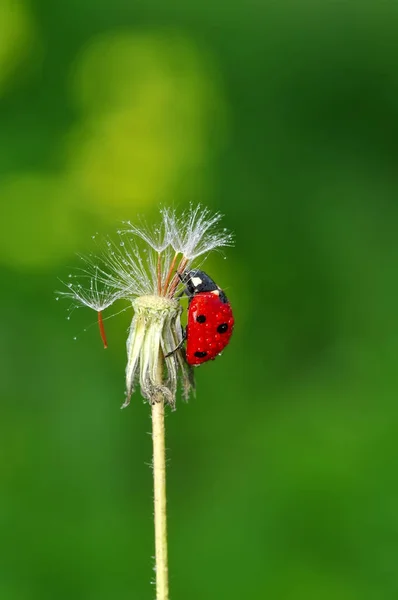 Schöne Marienkäfer Auf Blatt Defokussiert Hintergrund — Stockfoto