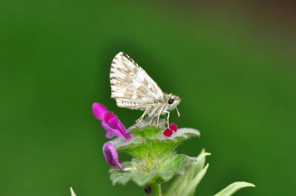 Macro Photographie Papillon Nuit Sur Brindille Plante — Photo