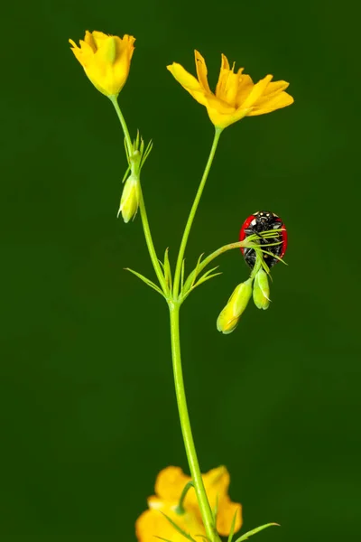 Hermosa Mariquita Hoja Fondo Desenfocado —  Fotos de Stock