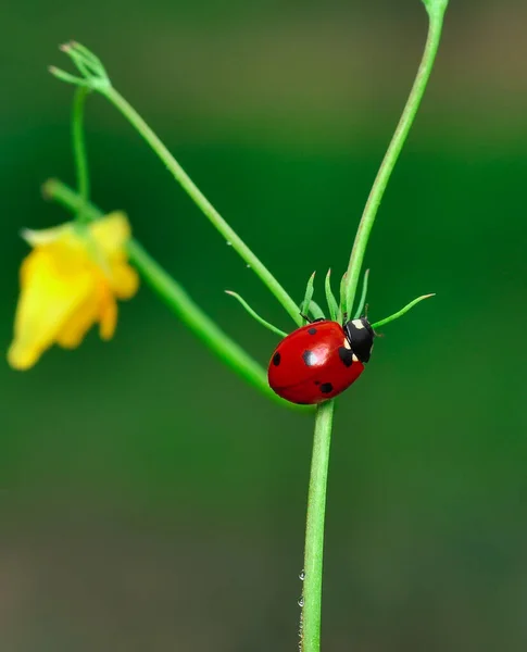 Belle Coccinelle Sur Fond Déconcentré Feuilles — Photo