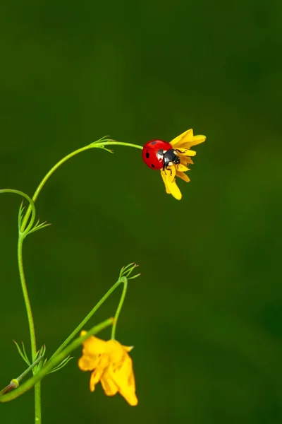 葉に美しいてんとう虫デフォーカス背景 — ストック写真