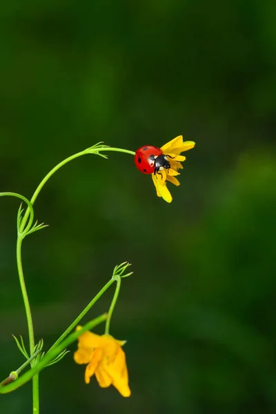 Hermosa Mariquita Hoja Fondo Desenfocado —  Fotos de Stock