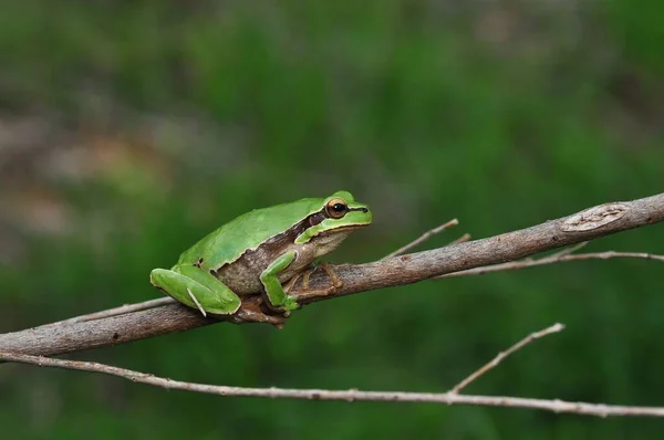 Hermosa Rana Árbol Europa Hyla Arborea — Foto de Stock