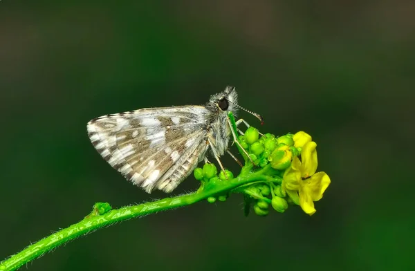 Makrofotografie Von Motten Auf Pflanzenzweigen — Stockfoto