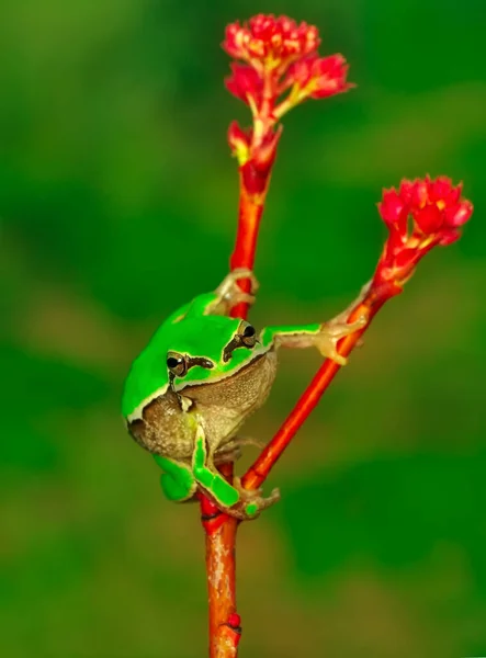 Européia Bonita Hyla Arborea — Fotografia de Stock