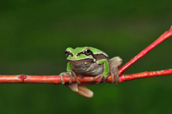 Européia Bonita Hyla Arborea — Fotografia de Stock