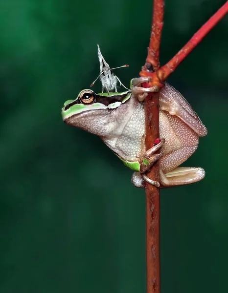 Européia Bonita Hyla Arborea — Fotografia de Stock