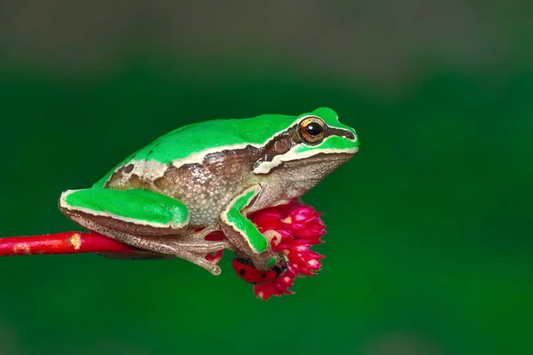 Hermosa Rana Árbol Europa Hyla Arborea —  Fotos de Stock