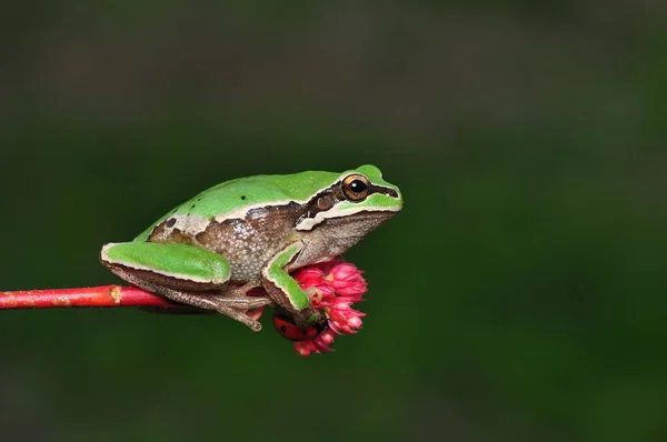 Hermosa Rana Árbol Europa Hyla Arborea — Foto de Stock