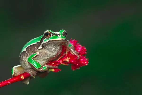 Piękna Żaba Drzewna Europaean Hyla Arborea — Zdjęcie stockowe