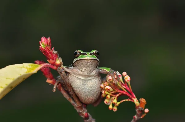 Piękna Żaba Drzewna Europaean Hyla Arborea — Zdjęcie stockowe