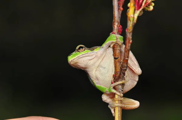 Hermosa Rana Árbol Europa Hyla Arborea — Foto de Stock