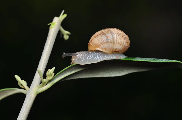 Fermer Belle Escargot Dans Jardin — Photo