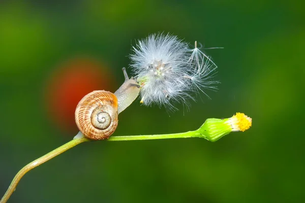 Close Bela Caracol Jardim — Fotografia de Stock