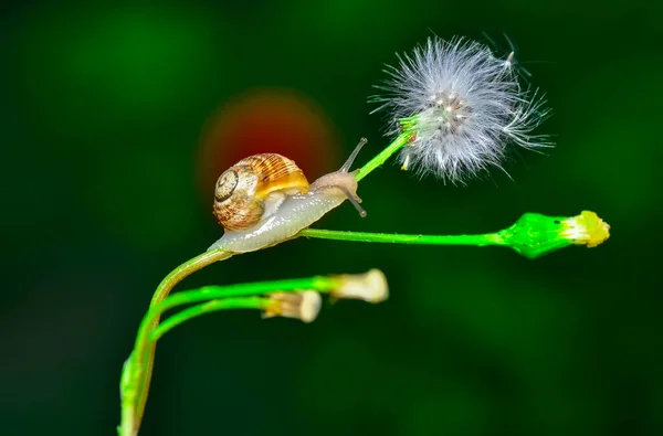 Close Beautiful Snail Garden — Stock Photo, Image